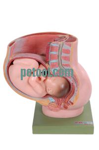 国产骨盆含妊娠九个月胎儿模型