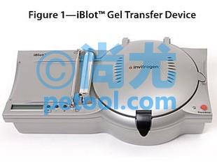 iBlot® Gel Transfer Device/英潍捷基干转仪