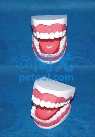 国产32颗无牙缝带舌头模型牙