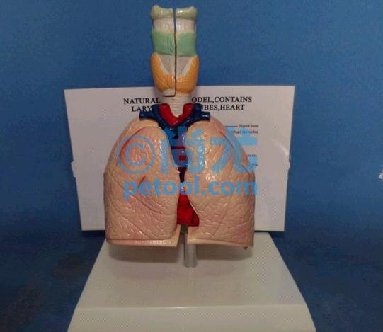 国产小型喉/心/肺解剖模型
