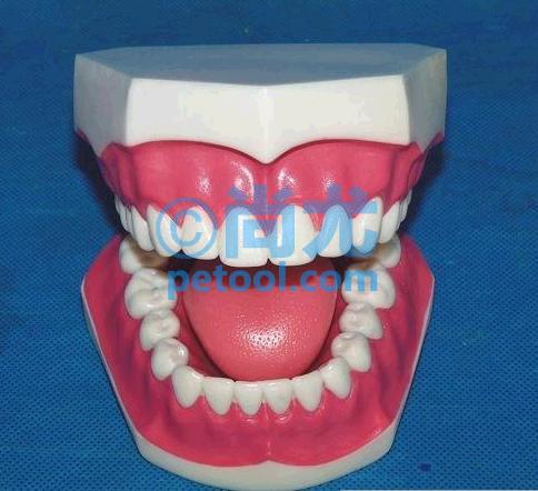 国产28颗无牙缝带舌头模型牙