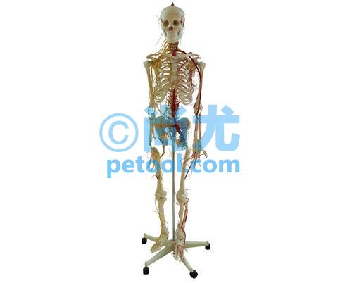 ȫҪ񾭷ֲģ(170cm)
