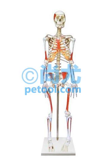 国产人体骨骼附肌肉起止点着色模型(85cm)