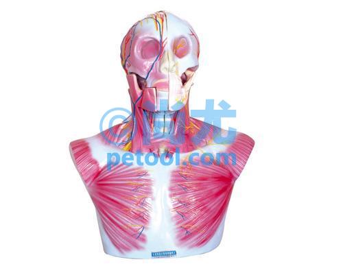 国产头部、颈部层次解剖模型附脑N、A