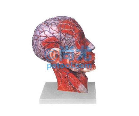 国产头颈正中矢状切面附血管神经模型