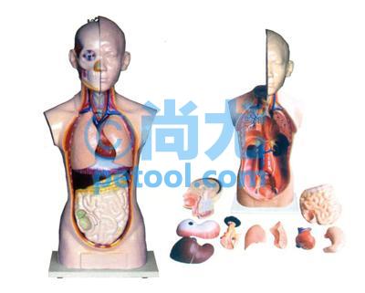 国产人体头、颈、躯干模型(75cm)