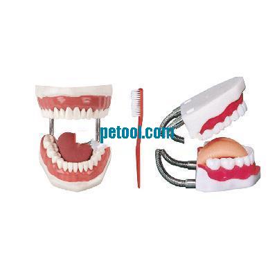 国产牙护理保健模型(可进行刷牙,牙线护理)