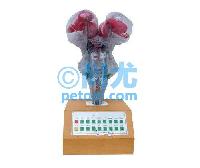 ʾ綯Ըģ(L370*W350*H740mm)