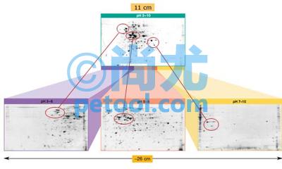 SKU:00248024,美国等电聚焦仪/PROTEANIEFSystem的照片