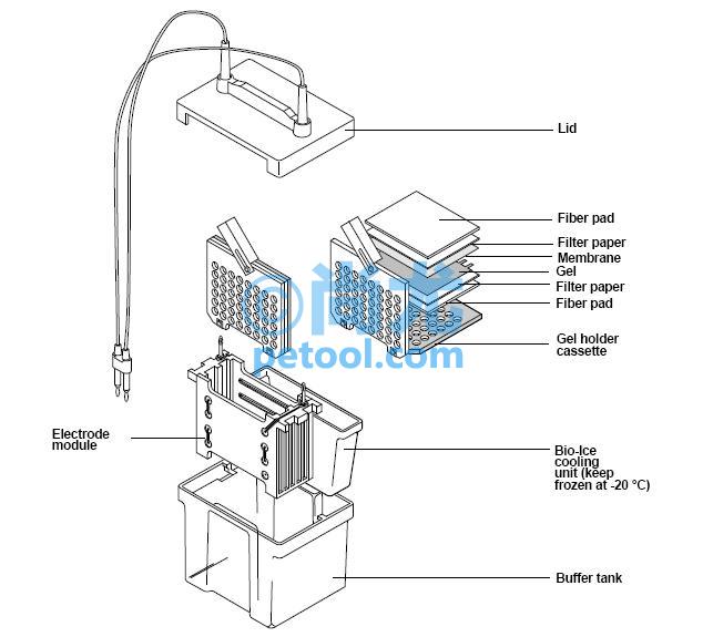 SKU:00012765,СתӡӾģ/MiniTrans-BlotElectrophoreticTransƬ