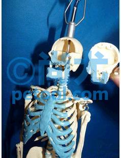 SKU:00246105,ʽģ͵Ƭ