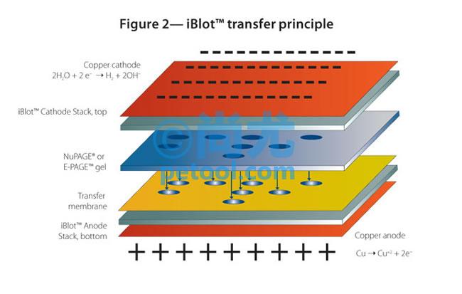 SKU:00022330,iBlot®GelTransferDevice/ӢΫݻתǵƬ