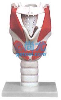 SKU:00007186,ṹ빦ܷŴģ͵Ƭ