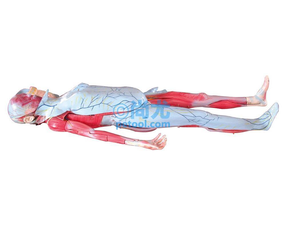 国产姜式人体层次解剖模型