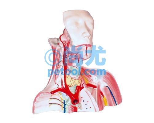 国产颅腔及头颈胸局部解剖模型