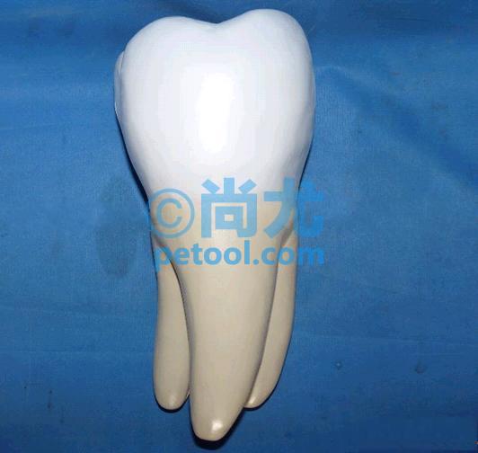 国产牙齿解剖模型（大号）