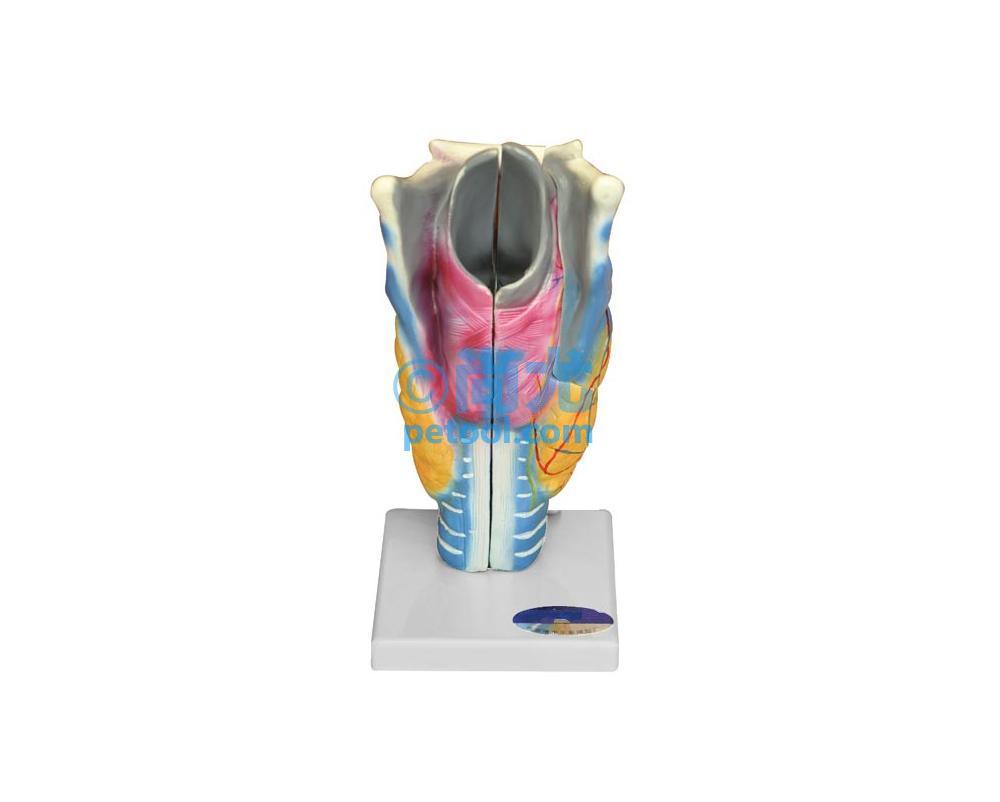 国产人体喉模型