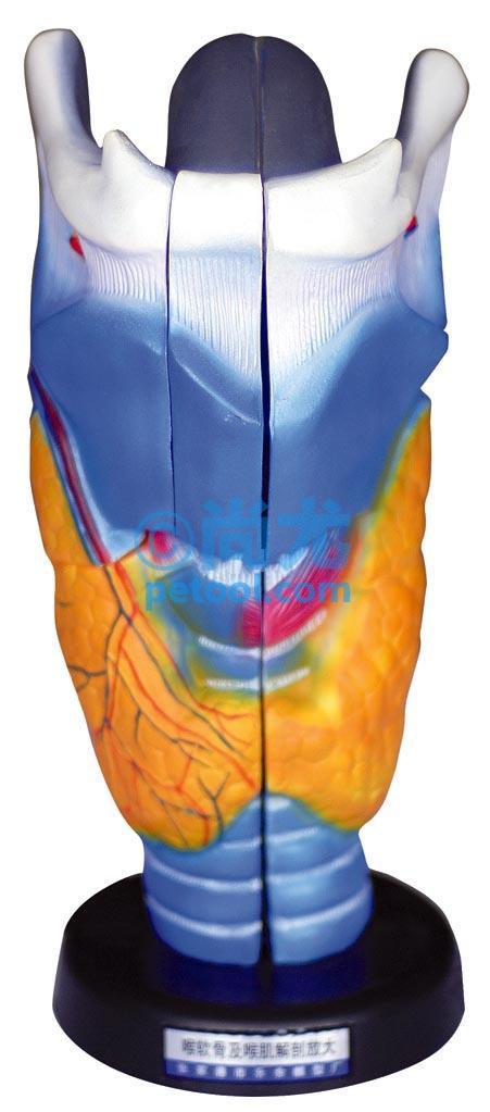 国产喉软骨及喉肌解剖放大模型