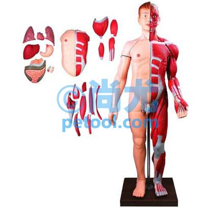 人体全身层次解剖附内脏模型(170cm)