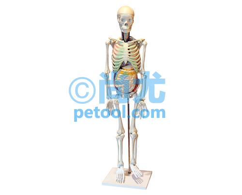 国产人体骨骼与内脏关系模型(85cm)