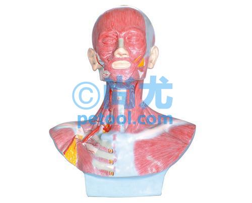 国产头面、面、颈部解剖和颈外动脉配布模型
