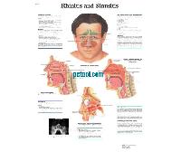 ¹Ȧ Rhinitis and Sinusitis